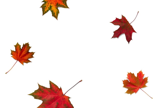 Autumn leaves on white background