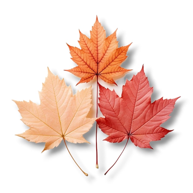 autumn leaves on white background