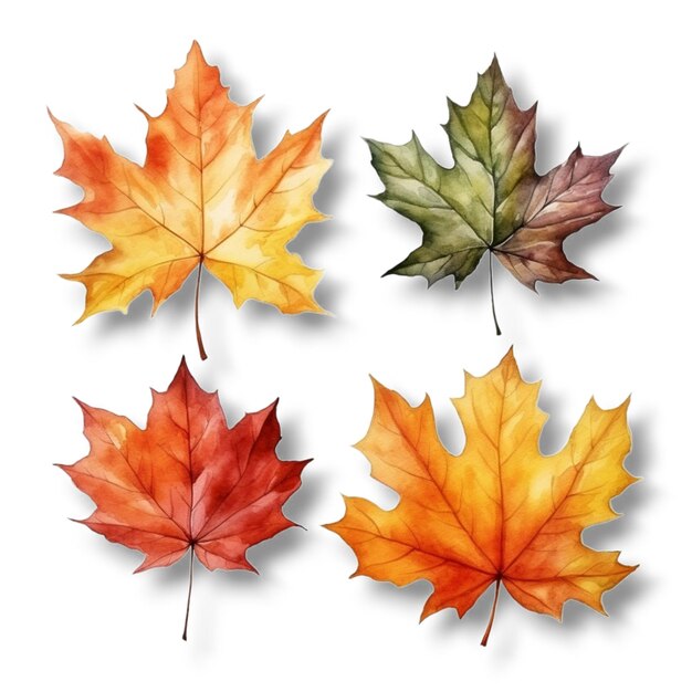 autumn leaves on white background