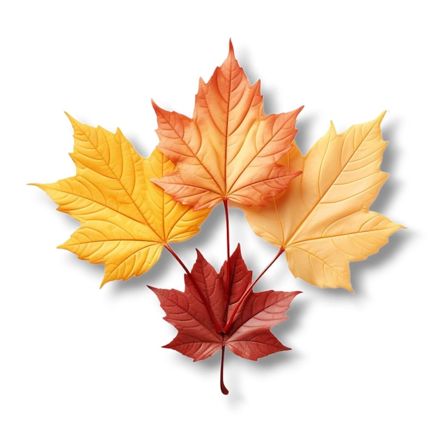 autumn leaves on white background