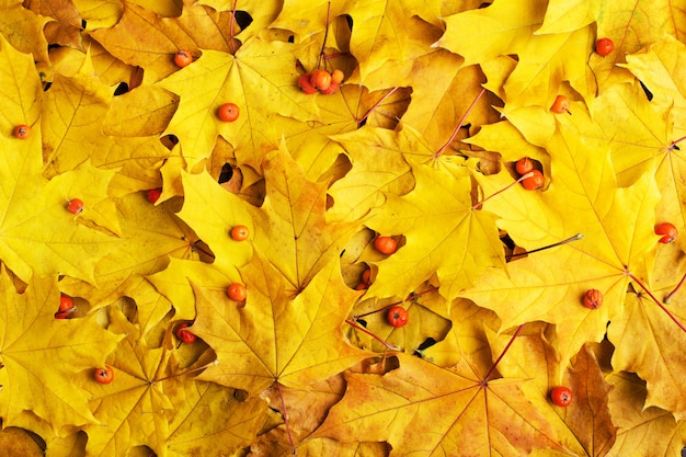 Autumn of leaves on a white background 