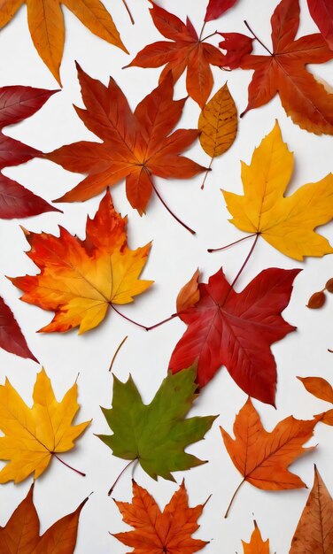 Autumn Leaves On White Background