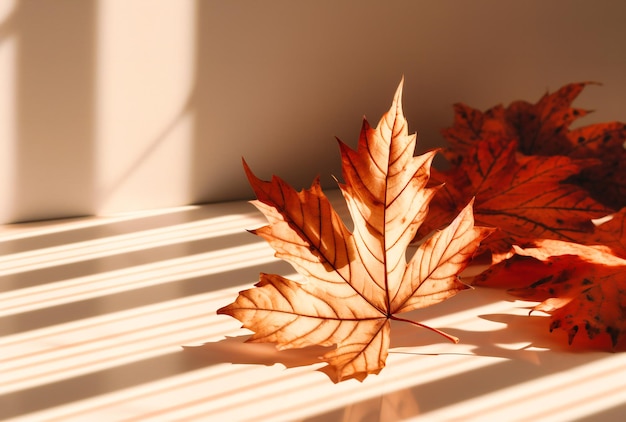 Autumn leaves on a white surface