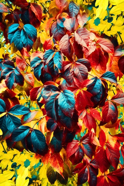 Autumn leaves of wild grapes of different colors Illustration