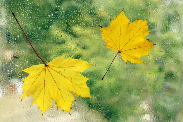 Autumn leaves on window glass closeup