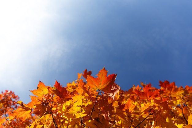 Autumn leaves with the blue sky background