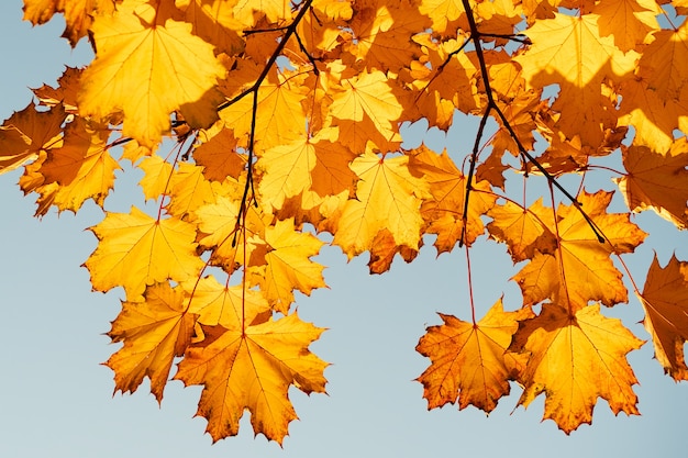 Autumn leaves with the blue sky background