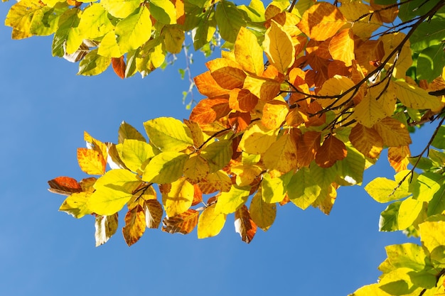 Foglie di autunno con lo sfondo del cielo blu