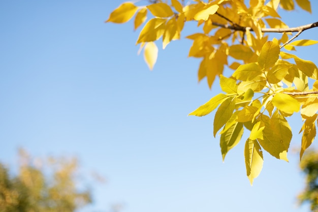 Autumn leaves with blue sky. Copy space.