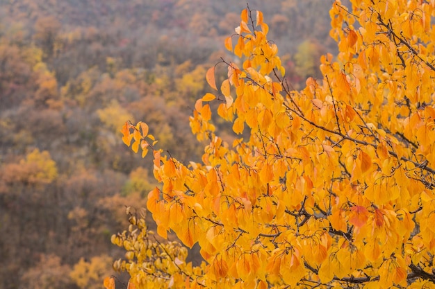 Autumn leaves with the blue sky