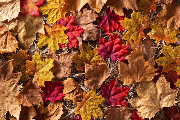 Autumn leaves with different colors background