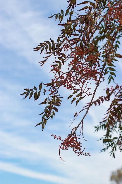 autumn leaves with red berries and blue sky