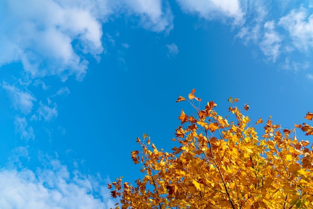 写真 青い空と紅葉、空の前の黄色い紅葉。秋の空白スペースに明るいオレンジ色の葉。