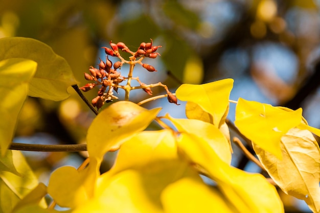 Autumn leaves with wild fruits closeup