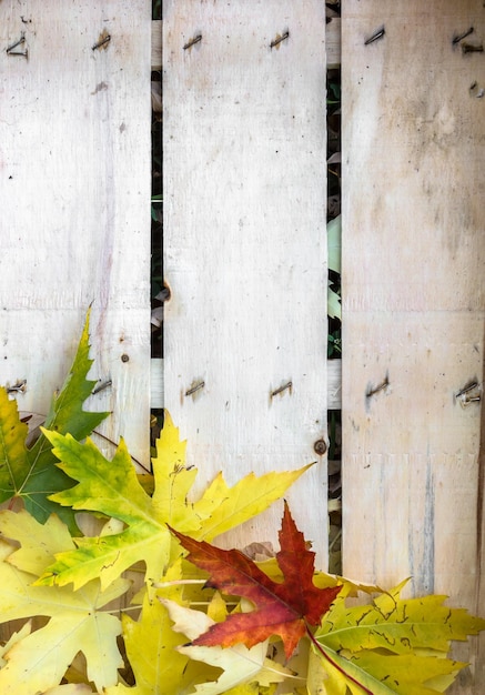 Autumn leaves on wood planks