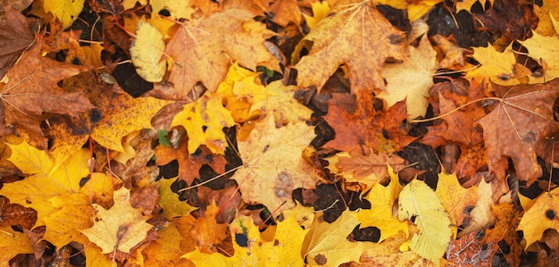 Autumn Leaves over wooden background Autumn leaves frame