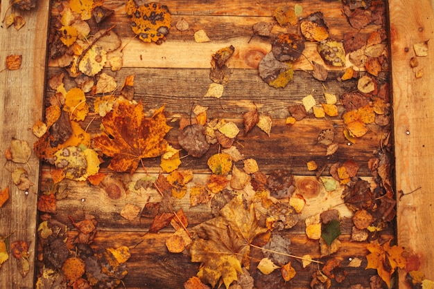 Осенние листья на деревянном фоне тропинка