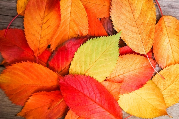 Autumn leaves over wooden background with copy space