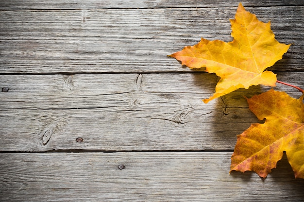 Autumn leaves over wooden background