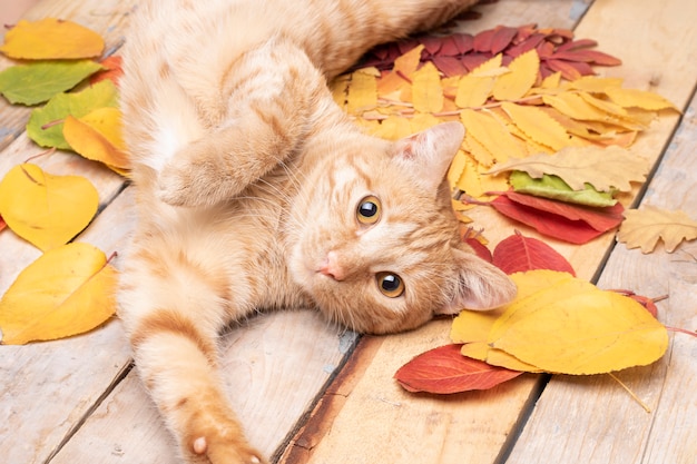 Autumn Leaves over wooden .With copyspace