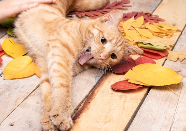 Autumn Leaves over wooden .With copyspace