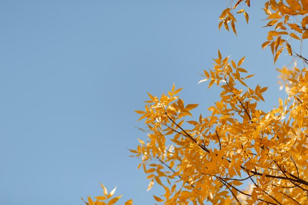 Autumn leaves, yellow background, photo texture, trees in october