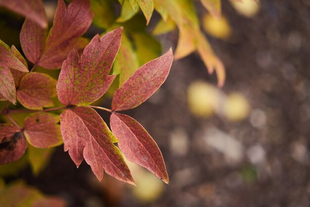 Foglie d'autunno