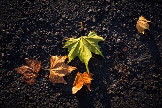 Autumn leaves