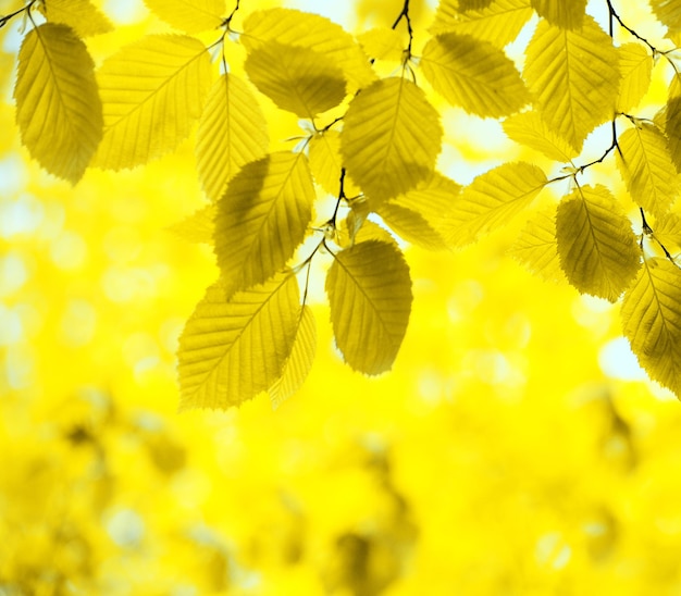 Foto foglie d'autunno vettore libero