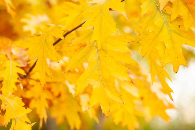 写真 紅葉