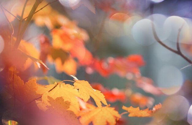 Foto foglie d'autunno