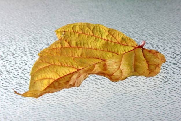 осенние листья бесплатно вектор