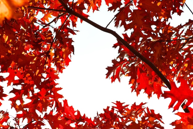 Foglie d'autunno vettore libero