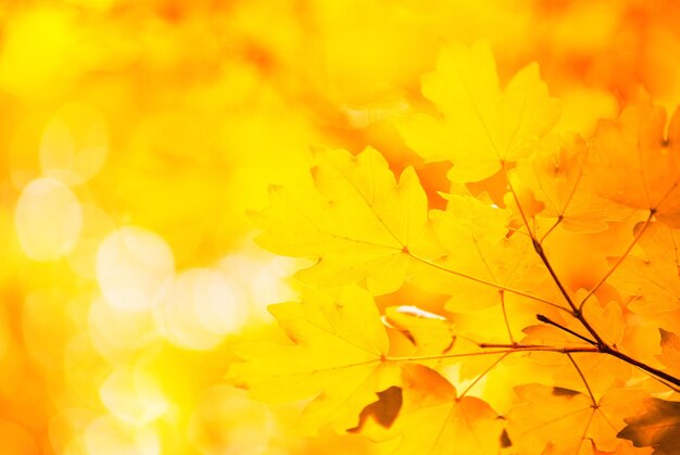 Autumn leaves