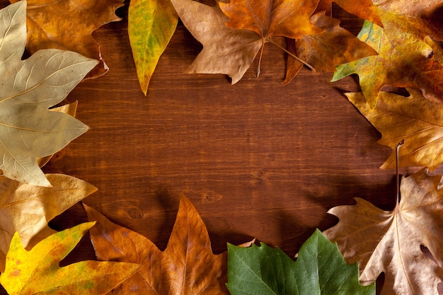 autumn leaves