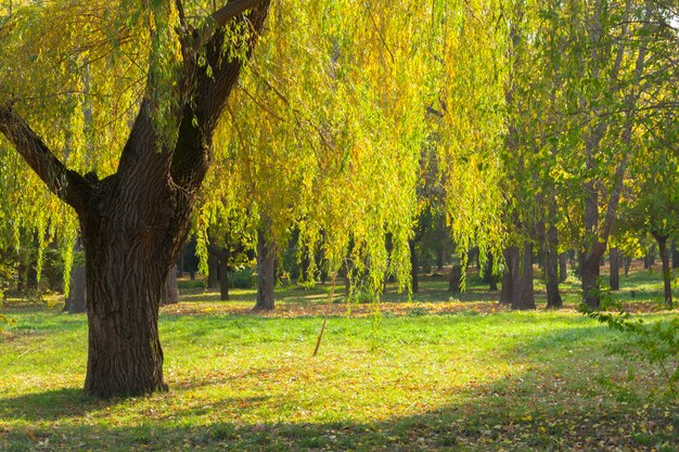 Autumn leaves