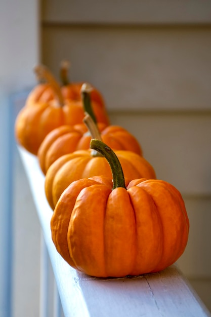 Autumn life with pumpkins pumpkins lined up on sunny porch