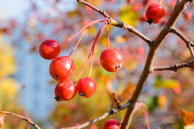 Осенние маленькие дикие яблоки крупным планом. Выборочный фокус. Осенний пейзаж.