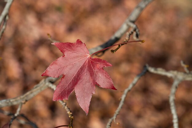 Autumn lonely burgundy maple leaf on a branch late autumn