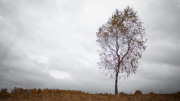 Albero solitario d'autunno