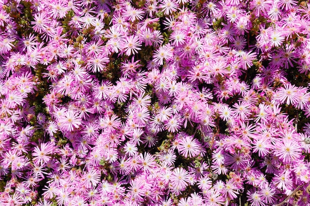 가 마젠타색 asters 화 단의 매크로 배경입니다.