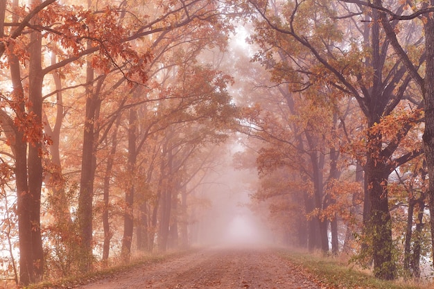 Autumn magic forest colorful alley landscape in morning fog\
wood rural road orange leaves travel walking cycling fall\
background natural tunnel eco tourism theme