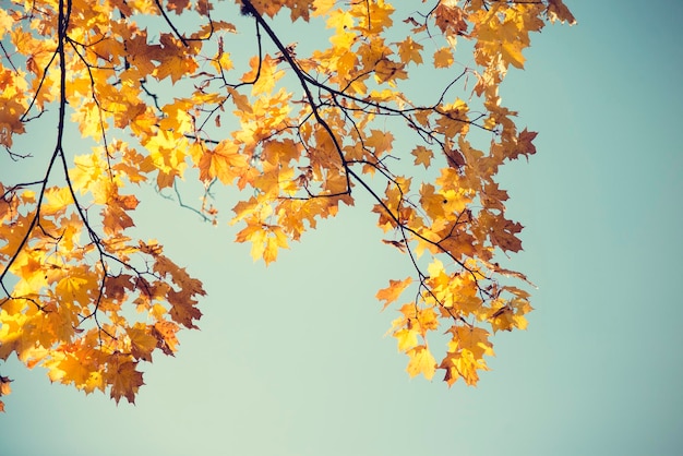 Autumn maple branch