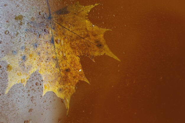 Autumn maple leaf on a glass surface with water rain drops on a brown background