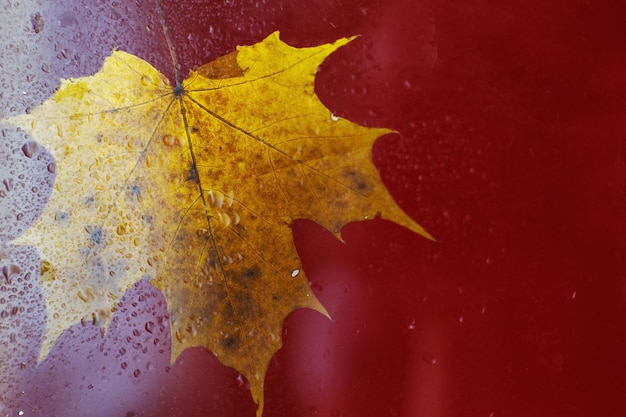 Autumn maple leaf on a glass surface with water rain drops on a red background