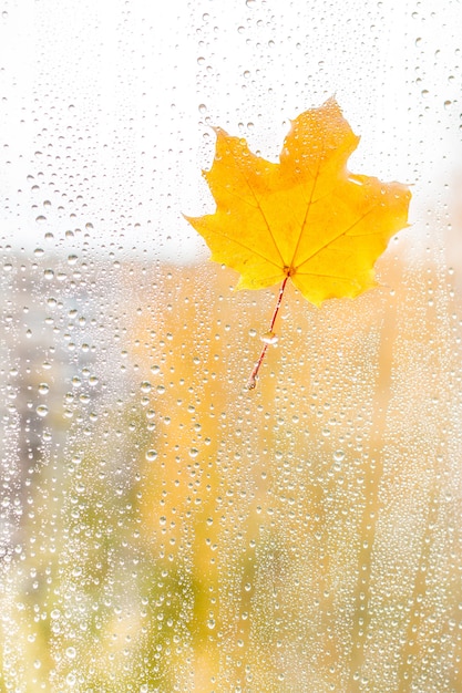 Autumn maple leaf on glass with water drops