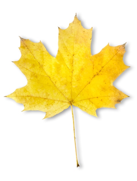 Autumn maple leaf isolated on a white background. Clipping Path