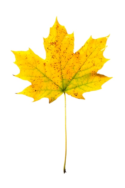 Autumn maple leaf isolated on white background close up