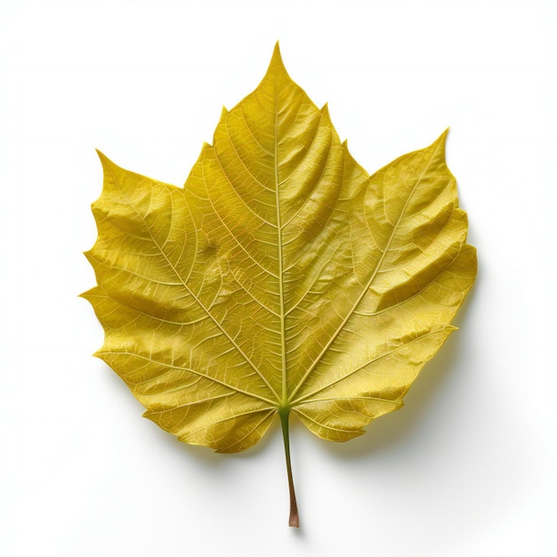 Autumn maple leaf isolated on white background Flat lay top view