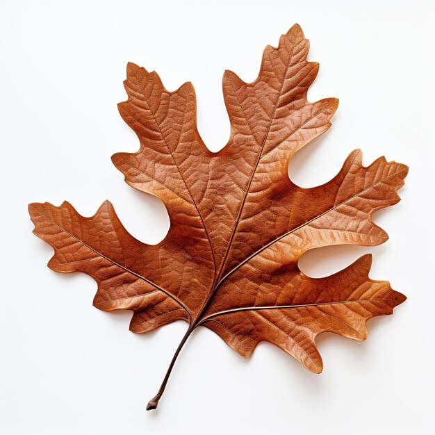 autumn maple leaf isolated on white background image